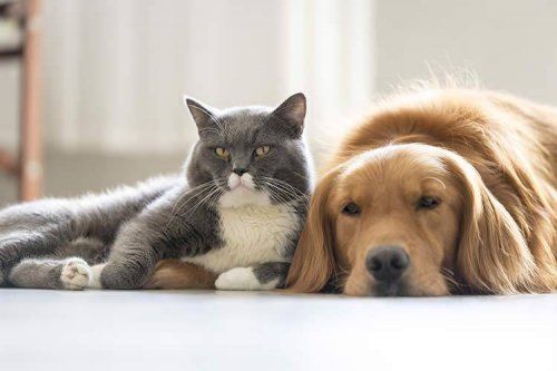 5 consejos para la convivencia entre perros y gatos 7407 orig 5 consejos para la convivencia entre perros y gatos 7407 orig