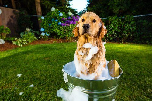 bañar a tu perro bañar a tu perro