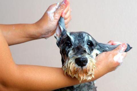 cuando banar perro cuando banar perro