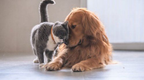 perros gatos t 974x547 perros gatos t 974x547